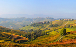 Hügelige Weinberge im Herbst mit einem Dorf im Hintergrund.