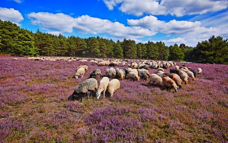 Lüneburger Heide, Heidschnucken