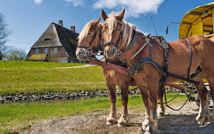 Hallig Hooge