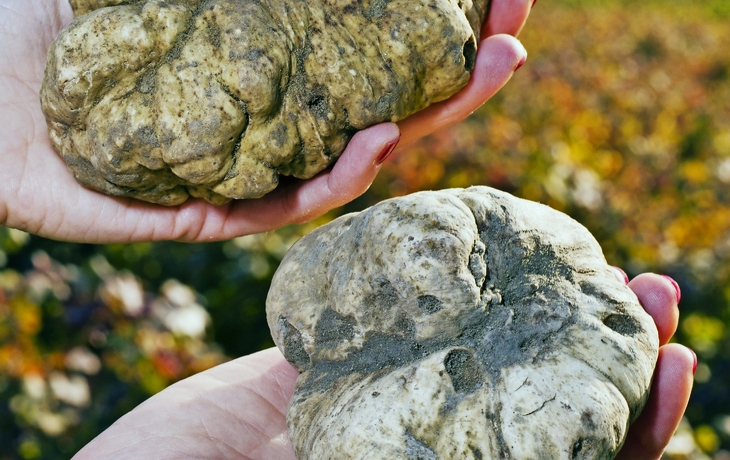 Truffe blanche