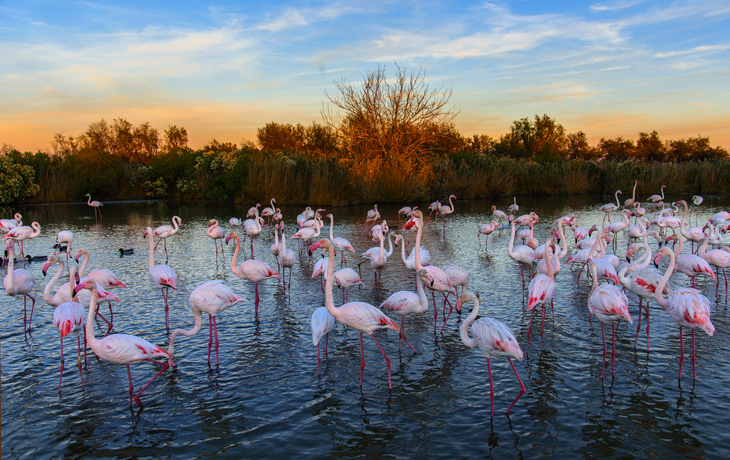 Camargue, flamants roses