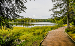 Holzsteg am Waldrand führt an einem ruhigen See vorbei.