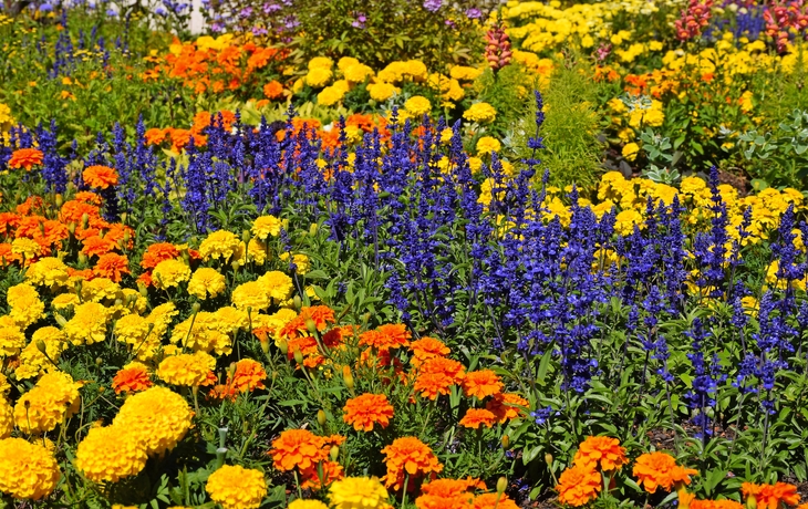 Blumenbeet mit Sommerflor