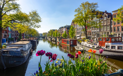 Kanal in Amsterdam mit Hausbooten und blühenden Tulpen im Vordergrund.