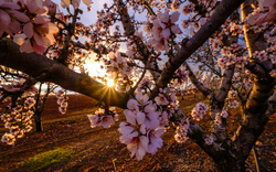 Blühender Mandelbaum im Sonnenuntergang, Nahaufnahme von rosa Blüten.