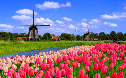 Bunte Tulpenfelder mit Windmühlen unter blauem Himmel.